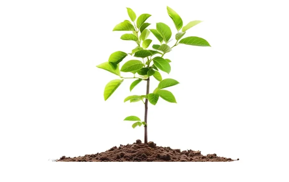 Ein Apfelbaum für Ihren Garten!